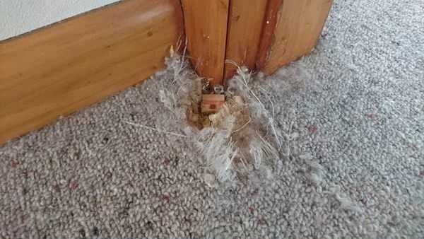 Pet damage repair 2 before